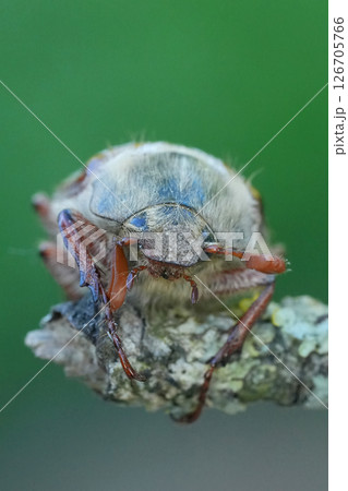 Frontal Closeup on a Maybeetle ,Melolontha melolontha 126705766