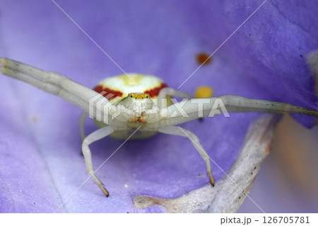 Crab spider, Misumena vatia, resting on a vibrant purple flower, displaying its unique coloration and camouflage adaptation Crab spider, Misumena vatia, resting on a vibrant purple flower, displaying its unique coloration and camouflage adaptation 126705781