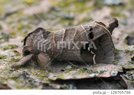 Closeup on the European Scarce Chocolate-tip moth, Clostera anachoreta Closeup on the European Scarce Chocolate-tip moth, Clostera anachoreta 126705786