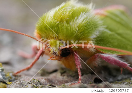 Extreme closeup on a vibrant green Silver lines owlet moth, Pseudoips prasinana Extreme closeup on a vibrant green Silver lines owlet moth, Pseudoips prasinana 126705787