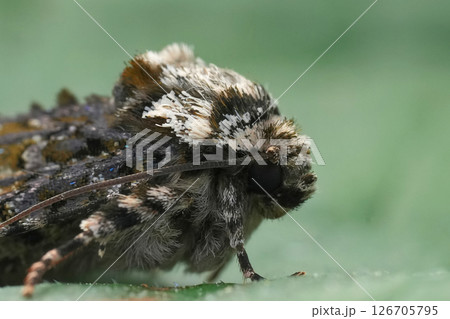 Extreme closeup on the European Coronet owlet moth, Craniophora ligustri 126705795
