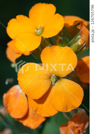 Closeup on the orange flowering Wallflower, Erysimum linifolium Closeup on the orange flowering Wallflower, Erysimum linifolium 126705796