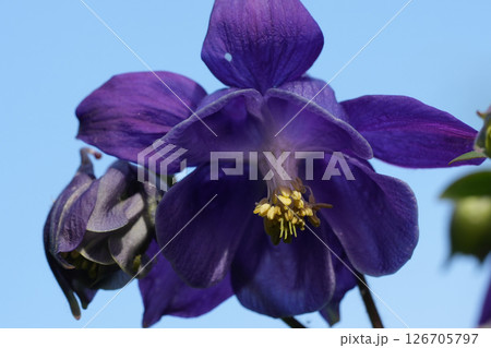 Low angle closeup on a dark blue Common columbine flower, Aquilegia vulgaris in the garden 126705797