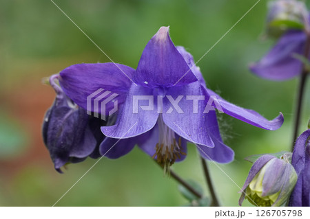 Closeup on a dark blue Common columbine flower, Aquilegia vulgaris in the garden 126705798