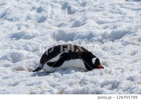 Close-up of a Gentoo Penguin on Trinity Island. 126705799