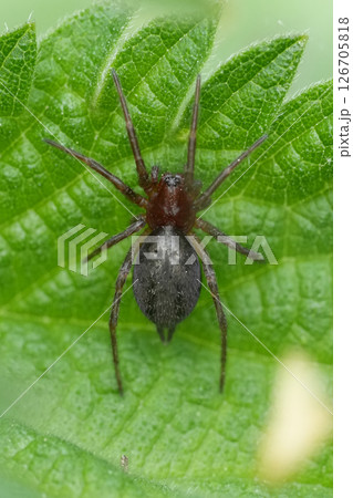 Vertical closeup on a dark colored Labyrinth spider, Agelena labyrinthica Vertical closeup on a dark colored Labyrinth spider, Agelena labyrinthica 126705818