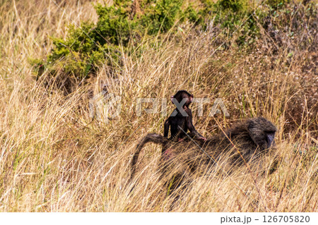 Baboons in Samburu national reserve Baboons in Samburu national reserve 126705820