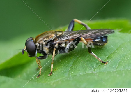 Closeup on a lazy wood fly, Xylota segnis on a green leaf Closeup on a lazy wood fly, Xylota segnis on a green leaf 126705821