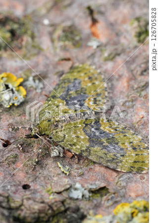 Closeup on a Yellow-barred Brindle geometer moth, Acasis viretata with spread wings Closeup on a Yellow-barred Brindle geometer moth, Acasis viretata with spread wings 126705828