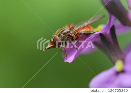 Closeup on a Common red snout-fly, Rhingia campestris on a purple wallflower Closeup on a Common red snout-fly, Rhingia campestris on a purple wallflower 126705830