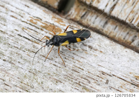 Closeup on a colorful Mirid plant parasite, the Four-spotted oak bug, Dryophilocoris flavoquadrimaculatus 126705834