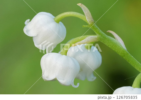 Extreme closeup on the white flowers of the lily-of-the-valley, Convallaria majalis 126705835