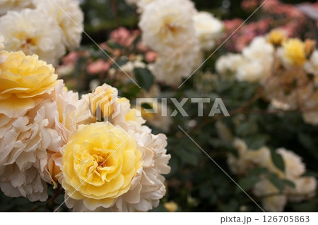 黄色い薔薇のクローズアップ 黄色い薔薇のクローズアップ 126705863