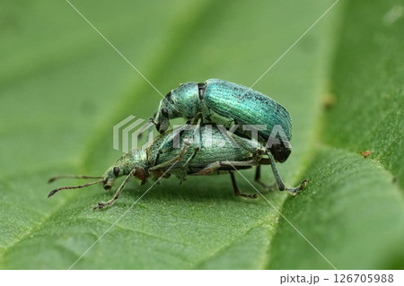 Closeup on a male and female metallic green netlle weevil beetle, Phyllobius pomaceus, on a green leaf Closeup on a male and female metallic green netlle weevil beetle, Phyllobius pomaceus, on a green leaf 126705988