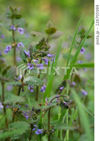 Closeup on a group of Blue Flowers of the Gill-over-the-ground Ground-ivy Creeping Charlie Runaway-Robin, Glechoma Hederacea 126705989
