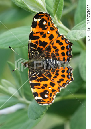 Closeup on a Map butterfly, Araschnia levana with spread wings Closeup on a Map butterfly, Araschnia levana with spread wings 126705995