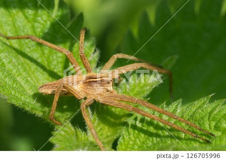 Detailed closeup on a Nursery web spider, Pisaura mirabilis basking in the morning sun 126705996
