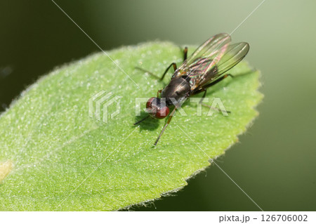 Closeup on the small Nemopoda nitidula fly in the garden Closeup on the small Nemopoda nitidula fly in the garden 126706002