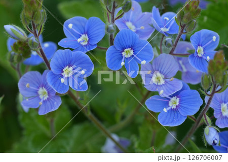 Vertical closeup on a cluster of bright blue colored bird's-eye or germander speedwell wildflower, Veronica chamaedrys Vertical closeup on a cluster of bright blue colored bird's-eye or germander speedwell wildflower, Veronica chamaedrys 126706007