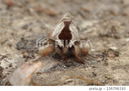 Close up of the European chocolate-tip moth, Clostera curtula on wood 126706192