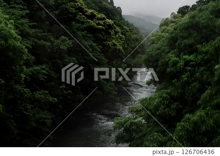 <素材>梅雨の雨で増水した沢と森の風景 <素材>梅雨の雨で増水した沢と森の風景 126706436