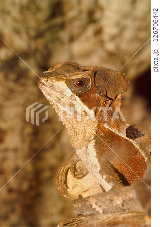 Closeup on a Hernandez's Helmeted Basilisk, Corythophanes hernadesii in a terrarium 126706442