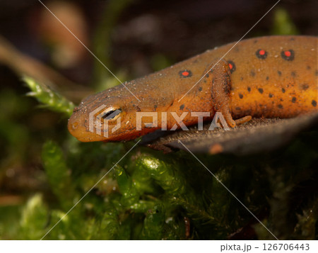 A Notophthalmus viridescens or Eastern Broken-Striped , Central , Peninsula or Red Spotted Newt A Notophthalmus viridescens or Eastern Broken-Striped , Central , Peninsula or Red Spotted Newt 126706443