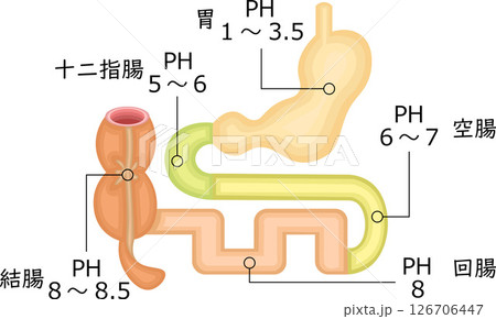 消化器　PH　イラスト　日本語 126706447