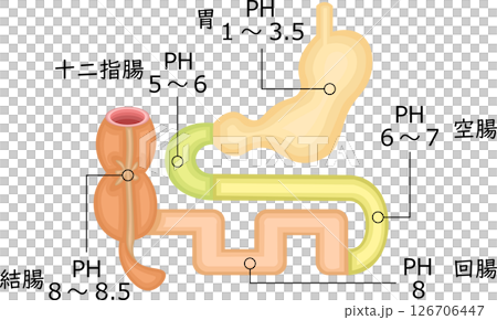 消化器　PH　イラスト　日本語 126706447
