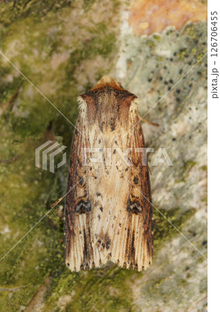 Vertical closeup on a Shuttle-shaped Dart owlet moth, Agrotis puta on wood 126706455