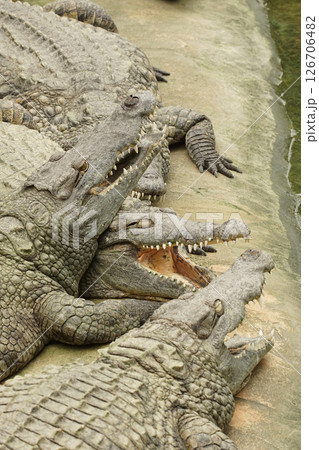 Closeup on large freshwater Nile crocodile, Crocodylus niloticus basking in the sun Closeup on large freshwater Nile crocodile, Crocodylus niloticus basking in the sun 126706482