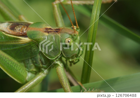 Closeup on the European great green bush-cricket, Tettigonia viridissima 126706488