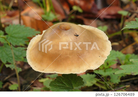 Closeup on a lightbrown pretty Butter Cap Mushroom, Rhodocollybia butyracea 126706489