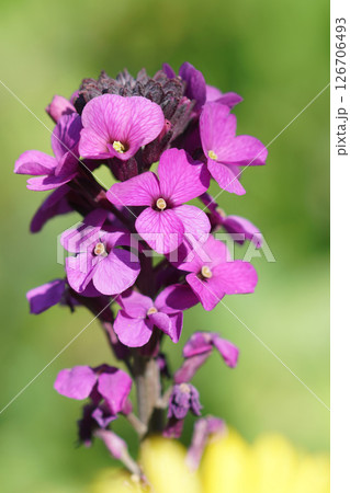 Closeup on the bright pink flowers of the English Wallflower, Erysimum cheiri against a green background 126706493