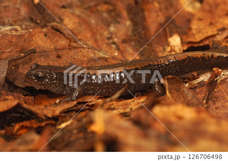 Closeup on a juvenile Siberian salamander, Salamandrella keyserlingii on dried leafs 126706498