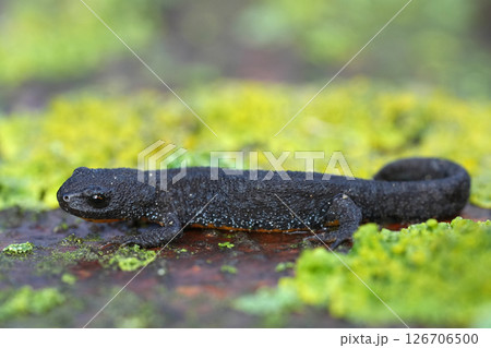 Closeup on a dark colored European alpine newt, Ichthyosaura alpestris on a lichen covered wood Closeup on a dark colored European alpine newt, Ichthyosaura alpestris on a lichen covered wood 126706500