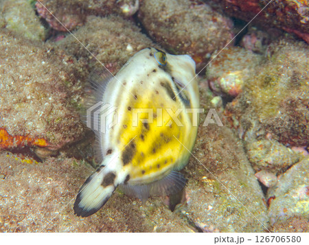 美しいメガネウマズラハギ（カワハギ科）他。 ヒリゾ浜中木南伊豆町伊豆半島静岡県2024 126706580