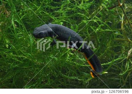 Closeup on a small Chinese fire-bellied newt, Cynops orientalis in an aquarium Closeup on a small Chinese fire-bellied newt, Cynops orientalis in an aquarium 126706596