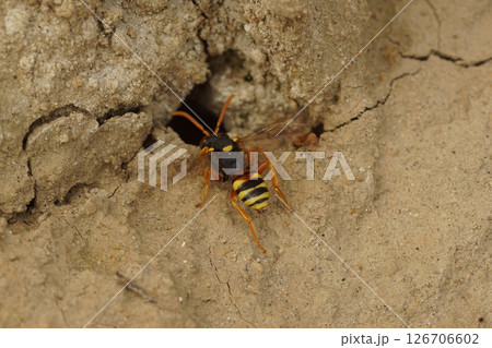 Closeup on a cleptoparasite female painted nomad bee, Nomada fucata inspectiing a nest entrance of Andrena flavipes to lay her eggs in 126706602