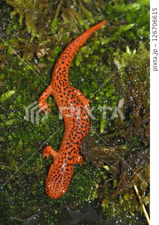 Closeup on the vibrant , bright colored North-American streamside Blue Ridge Red Salamander, Pseudotriton ruber Closeup on the vibrant , bright colored North-American streamside Blue Ridge Red Salamander, Pseudotriton ruber 126706615