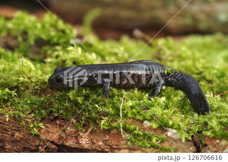 Close up on a juvenile white speckled Hynobius hirosei, an endemic Japanese streamside salamander on green moss Close up on a juvenile white speckled Hynobius hirosei, an endemic Japanese streamside salamander on green moss 126706616