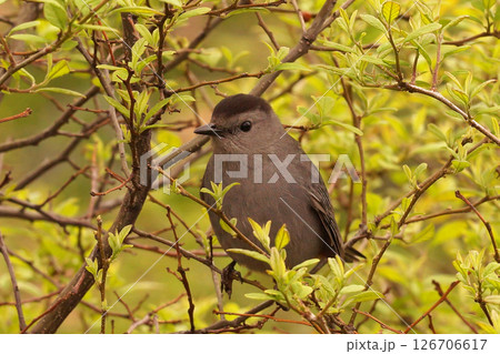Closeup on a Gray catbird, Dumetella carolinensis, hiding in the vegetation at Hudson river Park, New York Closeup on a Gray catbird, Dumetella carolinensis, hiding in the vegetation at Hudson river Park, New York 126706617