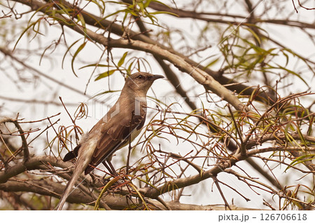 Closeup on a Gray catbird, Dumetella carolinensis, hiding in the vegetation at Hudson river Park, New York 126706618