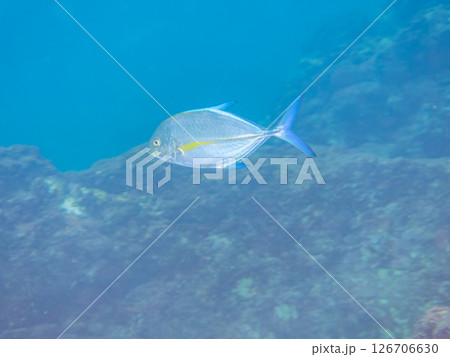 美しいカスミアジ(アジ科)の幼魚の群れ。 ヒリゾ浜中木南伊豆町伊豆半島静岡県2024 美しいカスミアジ(アジ科)の幼魚の群れ。 ヒリゾ浜中木南伊豆町伊豆半島静岡県2024 126706630