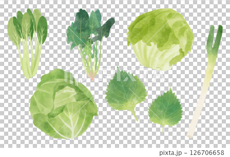 Gentle green vegetable set (cabbage, lettuce, komatsuna, spinach, shiso leaves, white onion) Gentle green vegetable set (cabbage, lettuce, komatsuna, spinach, shiso leaves, white onion) 126706658
