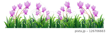 Vibrant Pink Tulips in Lush Green Grass 126706663