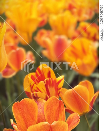 鮮やかなオレンジ色のチューリップ 126706796