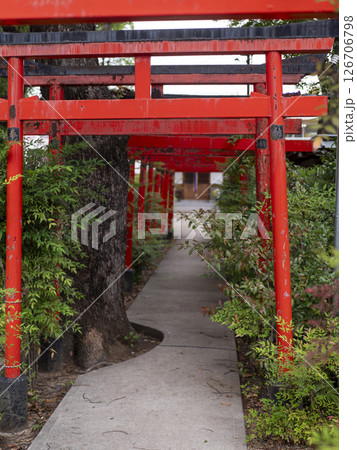稲荷神社の鳥居と御神木 126706798