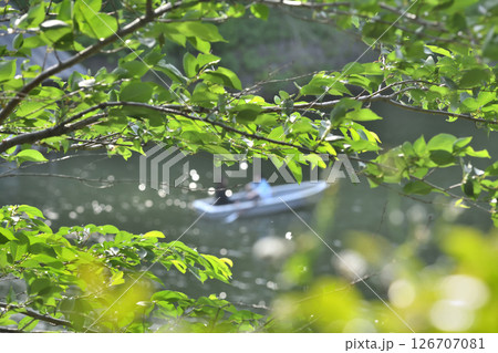 千鳥ヶ淵に浮かぶカップルが漕ぐボート 126707081