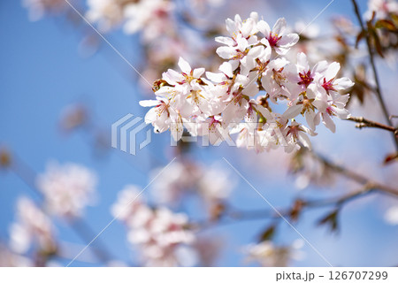 群馬県尾瀬ヶ原東電小屋に咲くチシマサクラ 126707299